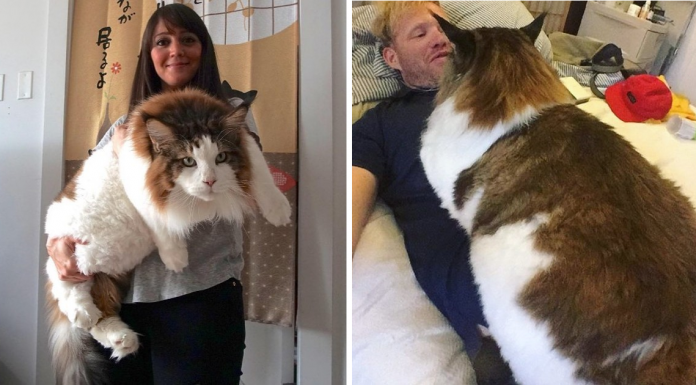 Meet Samson – The Largest Cat In NYC Who Weighs 28 Lbs