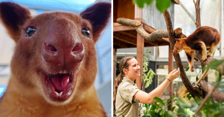 Tree-Kangaroos Exist,  And They Are Adorable Too