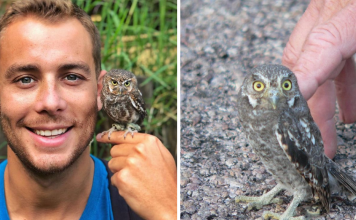 Meet The Elf Owl – The Tiniest Owl In The World