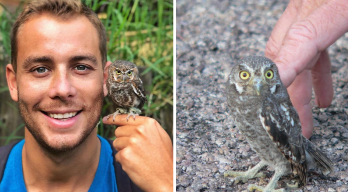 Meet The Elf Owl – The Tiniest Owl In The World