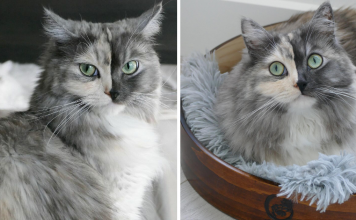 Meet Geri, The “Two-Faced” Cat That Has Chimerism