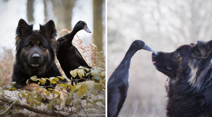 Photographer Documented The Friendship Between Her Dog And Duck