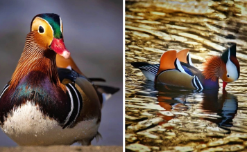 Meet The Mandarin Duck – The Worlds Most Beautiful Duck