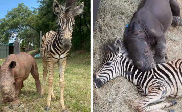Orphaned Baby Zebra And Rhino Calf Comforts And Helps Each Other Heal