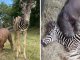 Orphaned Baby Zebra And Rhino Calf Comforts And Helps Each Other Heal