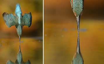 After 6 Years And 720,000 Attempts, Photographer Finally Takes Perfect Shot Of Kingfisher