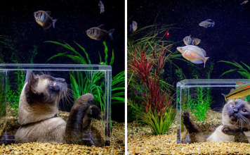 Family Designs A Custom Aquarium For Their Cat Who Loves Watching Fish