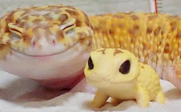This Gecko Can’t Stop Smiling When He’s Around His Toy Gecko