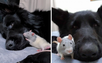 This Rat Loves To Cuddle With His Dog Friend