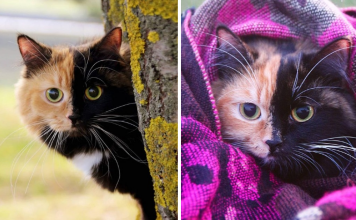 Meet Yana, The Chimera Cat Who Looks Like She Has Two Faces