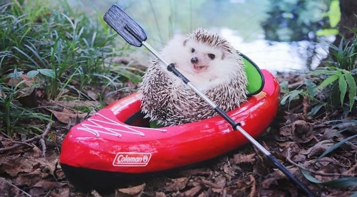“Tiny Hedgehog Goes Camping”, These Images Of “Azuki” The Hedgehog, Are So Adorable