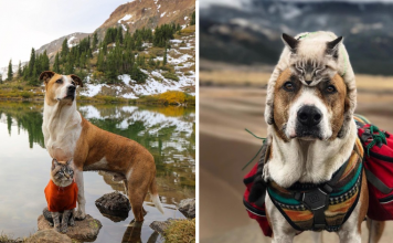 This Cat And Dog Loves Going On Adventures Together