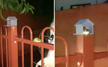 Guy Notices Frog Living In Fence And Made Him A Tiny House