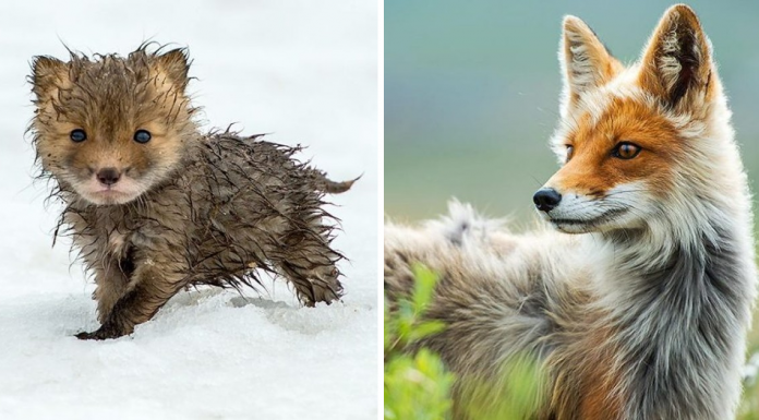 Russian Miner Photographs Wild Foxes In The Arctic Circle