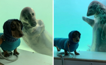 Sausage Dog And A Seal Puppy Met On Vacation And Became Best Friends
