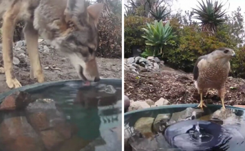 Woman Put A Water Fountain With A Camera In Her Backyard
