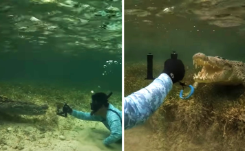 Diver Comes Face To Face With A Crocodile