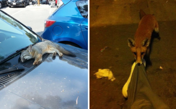 21 Fox Pics That Shows What Wonderful Creatures They Are