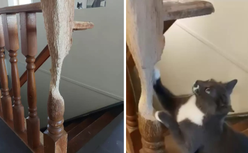 Cat Turned Wooden Banister Into A Work Of ‘Art’