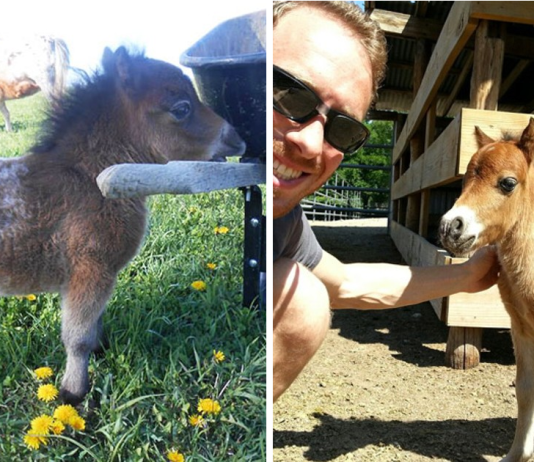 Miniature Horses – And Yes, They Are Fully Grown!
