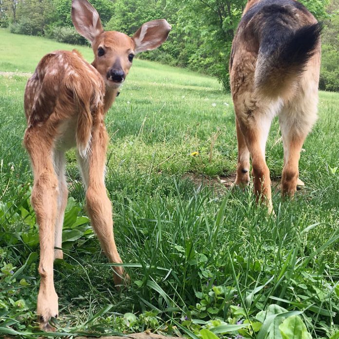 Kind Dog Surprises Owner By Comforting The Orphaned Fawns She Rescued