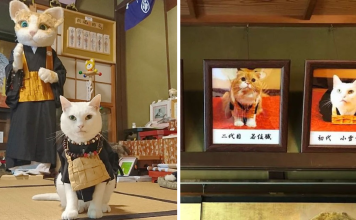 There Is A Cat Temple In Japan And Its Monks Are The Cutest