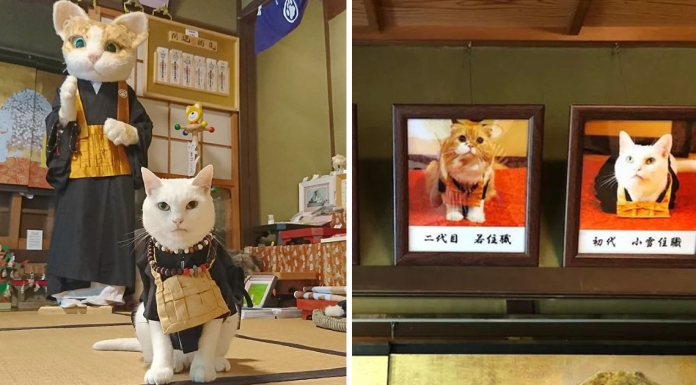 There Is A Cat Temple In Japan And Its Monks Are The Cutest