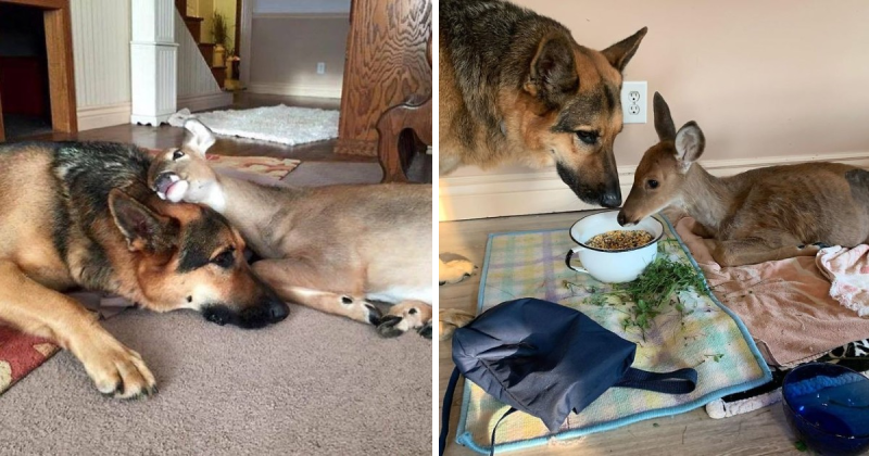 Kind Dog Surprises Owner By Comforting The Orphaned Fawns She Rescued