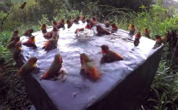 Flock Of Hummingbirds Gather In Bird Bath For A Mini Pool Party