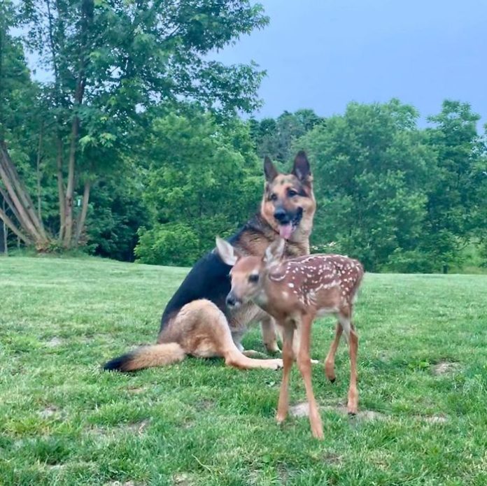 Kind Dog Surprises Owner By Comforting The Orphaned Fawns She Rescued