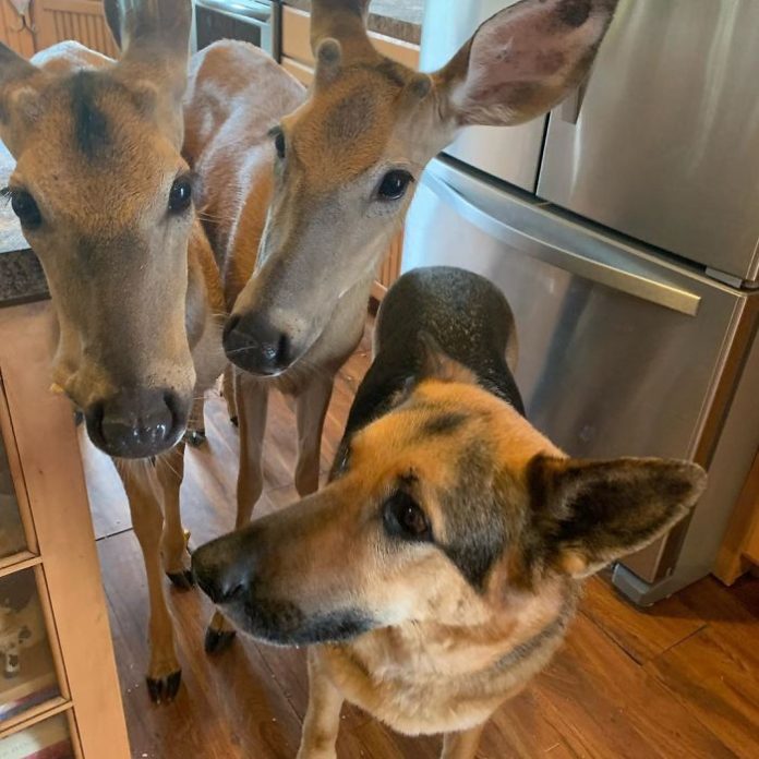 Kind Dog Surprises Owner By Comforting The Orphaned Fawns She Rescued