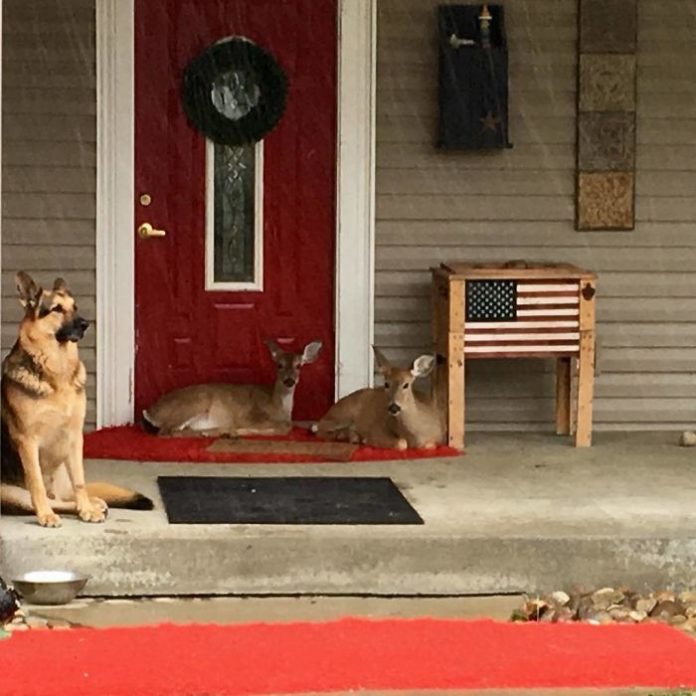 Kind Dog Surprises Owner By Comforting The Orphaned Fawns She Rescued