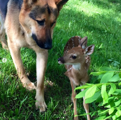 Kind Dog Surprises Owner By Comforting The Orphaned Fawns She Rescued