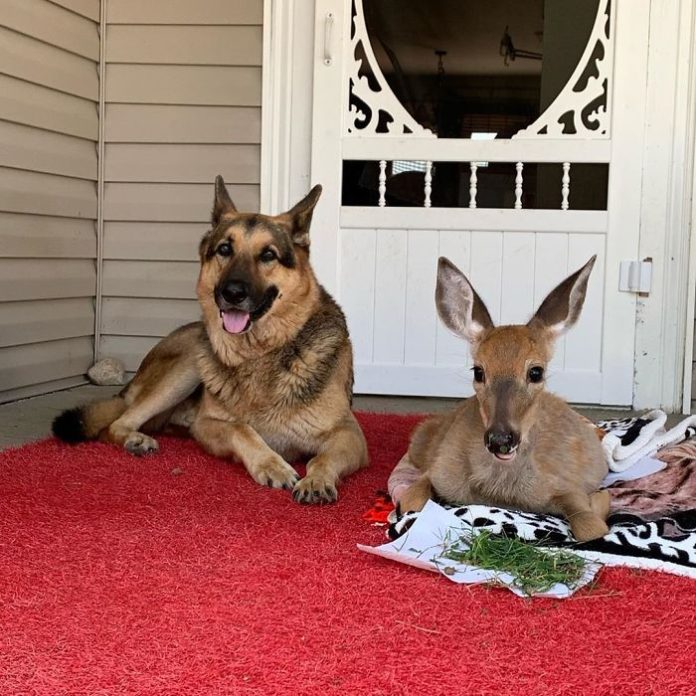 Kind Dog Surprises Owner By Comforting The Orphaned Fawns She Rescued