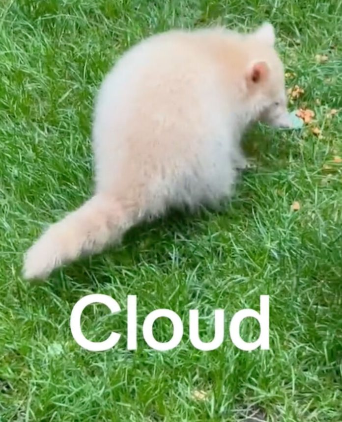 Mama Raccoon Brings Her Rare Albino Babies To Meet Her Favorite People