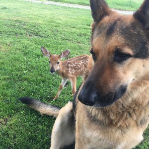 Kind Dog Surprises Owner By Comforting The Orphaned Fawns She Rescued