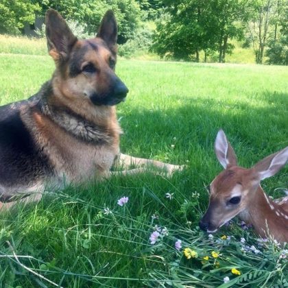 Kind Dog Surprises Owner By Comforting The Orphaned Fawns She Rescued