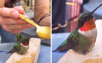 Hummingbird Flies Into Woman’s Workshop Asking For Help