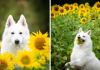Woman’s Photoshoot Of Her Dogs With Sunflowers Goes Hilariously Wrong When They Discover How Tasty The Flowers Are