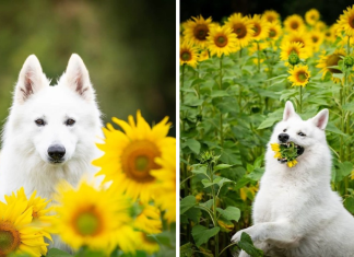 Woman’s Photoshoot Of Her Dogs With Sunflowers Goes Hilariously Wrong When They Discover How Tasty The Flowers Are
