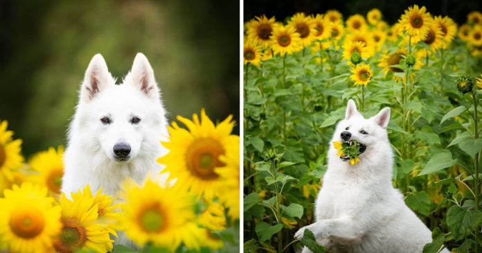 Woman’s Photoshoot Of Her Dogs With Sunflowers Goes Hilariously Wrong When They Discover How Tasty The Flowers Are
