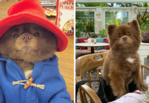 Puppy That Looks Like A Bear Cub