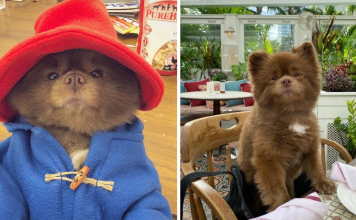 Puppy That Looks Like A Bear Cub