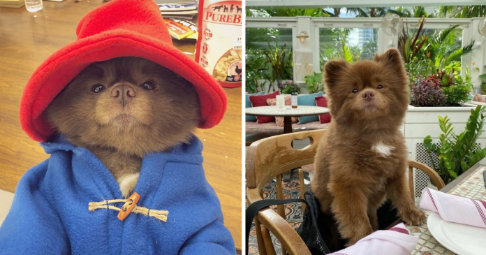 Puppy That Looks Like A Bear Cub