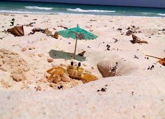 My Husband Laid On The Sand For 20 Minutes Waiting For The Crab To Emerge For The Perfect Photograph