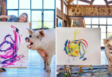 “Pigcasso” The Pig Artist Who Enjoys Painting