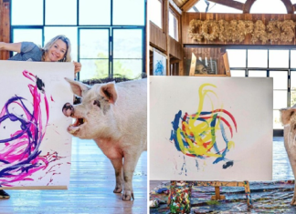 “Pigcasso” The Pig Artist Who Enjoys Painting