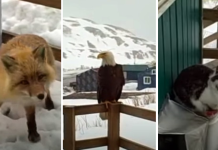 Woman Captured A Bald Eagle, A Cat, And A Wild Fox On Her Porch In Alaska