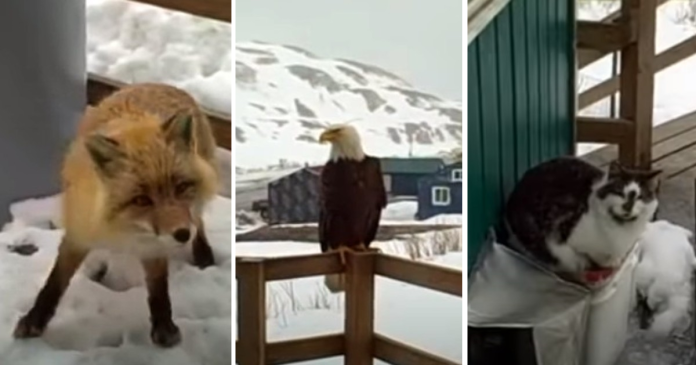 Woman Captured A Bald Eagle, A Cat, And A Wild Fox On Her Porch In Alaska