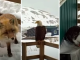 Woman Captured A Bald Eagle, A Cat, And A Wild Fox On Her Porch In Alaska